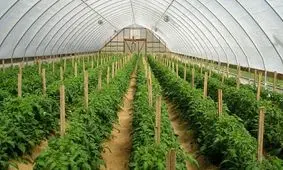 خراسان رضوی سربلند در جهش تولید گلخانه‌ای