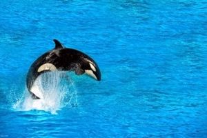توضیح محیط زیست درباره حضور نهنگ قاتل در خلیج فارس