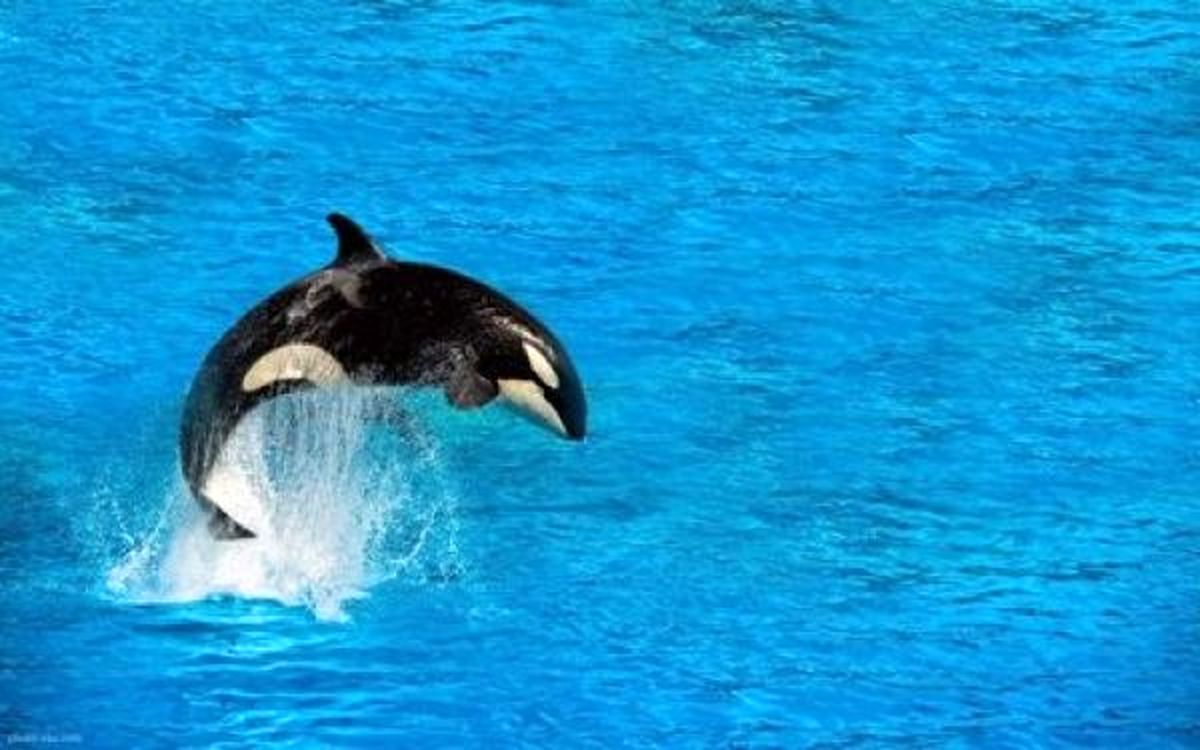 توضیح محیط زیست درباره حضور نهنگ قاتل در خلیج فارس