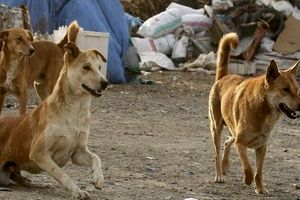 بی‌صاحبی سگ‌ها زیر سایه تهران