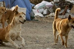 بی‌صاحبی سگ‌ها زیر سایه تهران