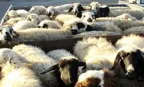 کشف ۴۳ راس دام زنده قاچاق در بدره