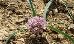 کشت ۱۵۰هکتار پیاز خارج از فصل در شهرستان بمپور