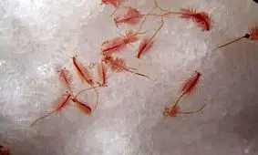 دانشگاه ارومیه مسوول ارزیابی ذخایر آرتمیای دریاچه ارومیه شد