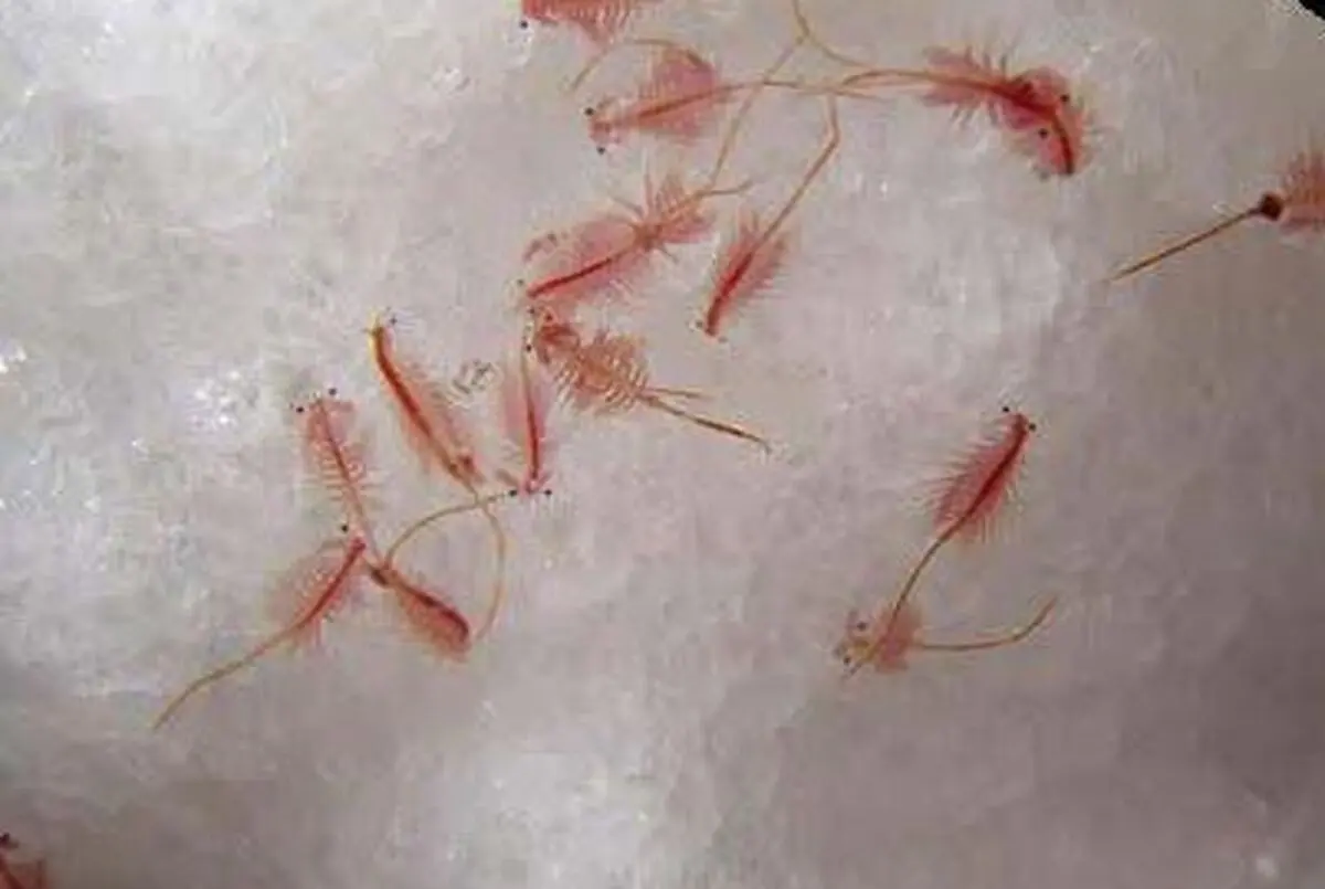 دانشگاه ارومیه مسوول ارزیابی ذخایر آرتمیای دریاچه ارومیه شد