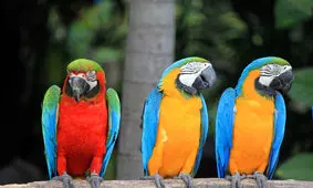 پرنده ۲۰۰ میلیون تومانی/ گران‌ترین پرنده‌های ایران را بشناسید/ ویدئو