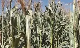 سرما به مزارع مرودشت خسارت وارد کرد