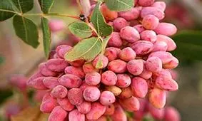 فرآوری محصول پسته در مهریز/ تصاویر