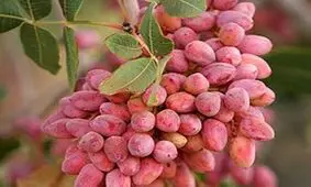 فرآوری محصول پسته در مهریز/ تصاویر