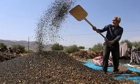 برداشت تخمه آفتابگردان از مزارع گیلانغرب آغاز شد