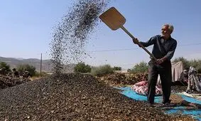 برداشت تخمه آفتابگردان از مزارع گیلانغرب آغاز شد