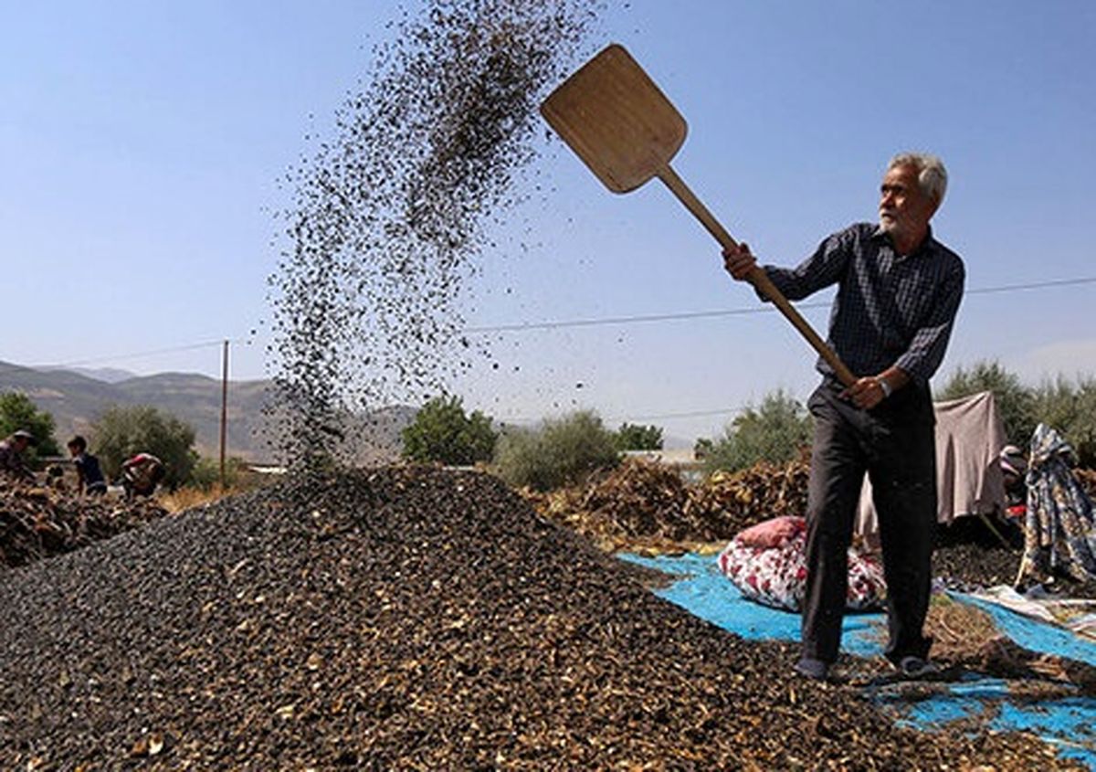 برداشت تخمه آفتابگردان از مزارع گیلانغرب آغاز شد