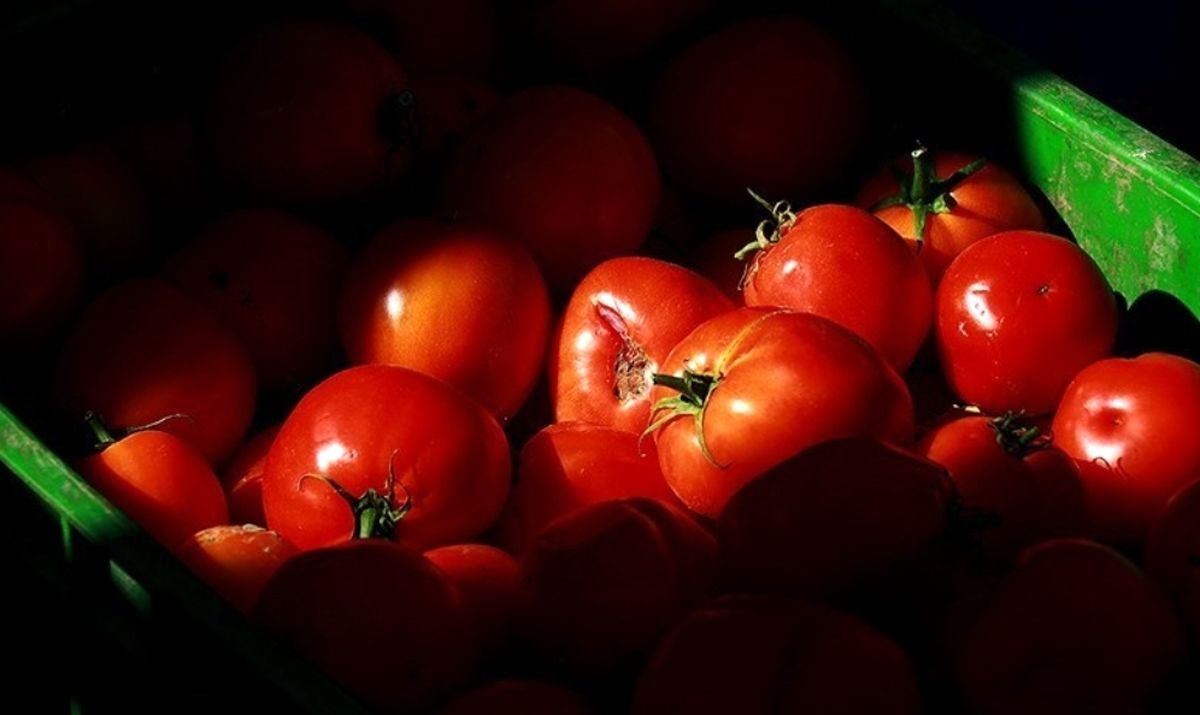 گوجه فرنگی هر کیلو ۱۵ هزار تومان شد