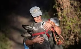 بغل کردن الاغ، راهکار کاهش استرس پرستاران در اسپانیا