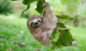 روز جهانی تنبل‌ها و حقایقی جالب درباره این حیوان دوست داشتنی