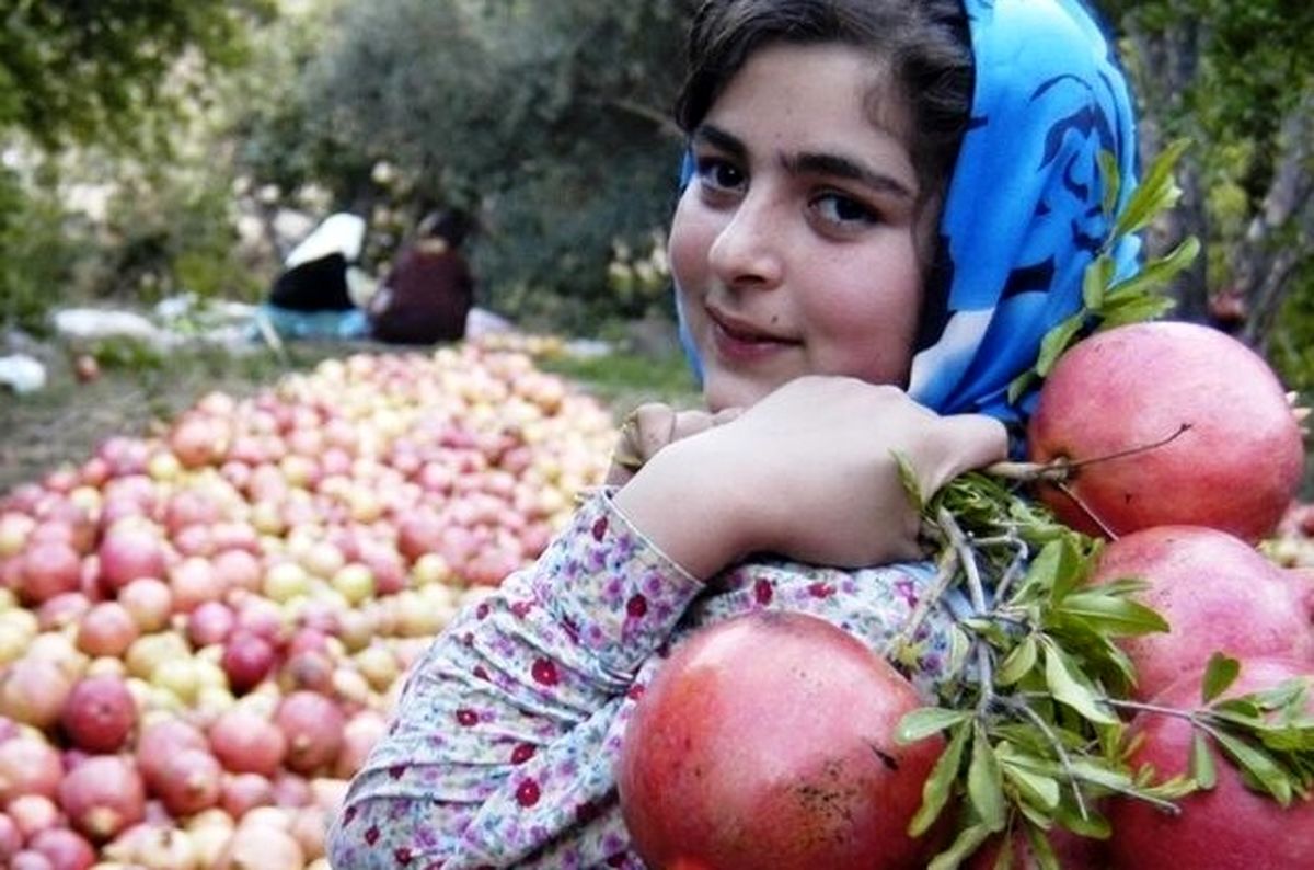 ۴۰ هزار بهره بردار کردستانی، محصولات پاییزه باغی برداشت میکنند