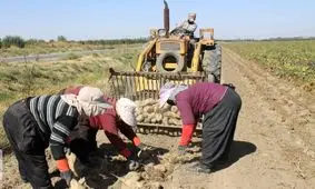 کشت ۳۰۰۰ هکتار نیشکر در اراضی و جذب ۱۵۰۰ نفر علاوه بر پرسنل موجود