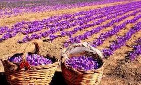 ورود پرقوت بخش خصوصی برای خرید زعفران خراسان رضوی