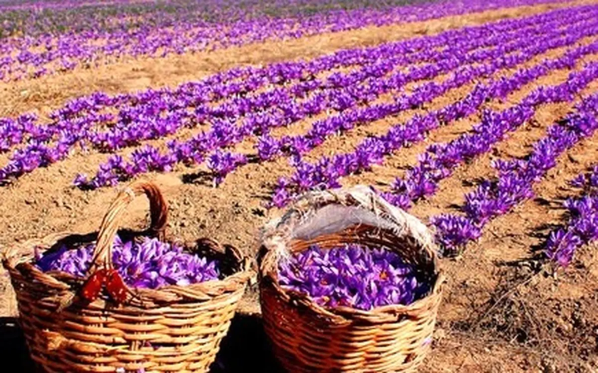 ورود پرقوت بخش خصوصی برای خرید زعفران خراسان رضوی