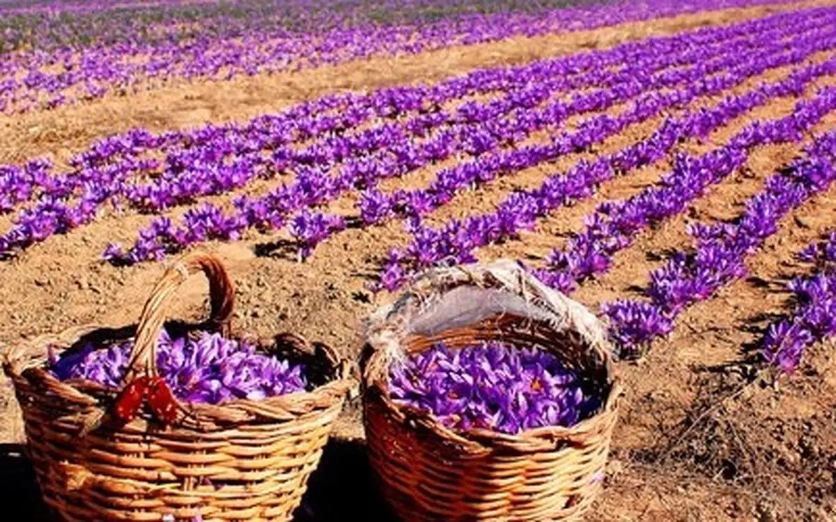 ورود پرقوت بخش خصوصی برای خرید زعفران خراسان رضوی