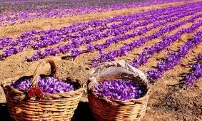 ورود پرقوت بخش خصوصی برای خرید زعفران خراسان رضوی