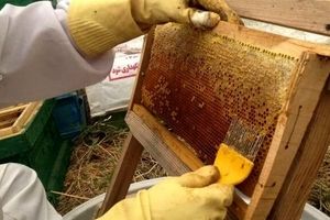 آذربایجان غربی پیشتاز در تولید یک سوم عسل کشور
