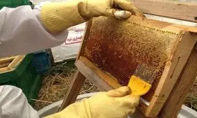 آذربایجان غربی پیشتاز در تولید یک سوم عسل کشور