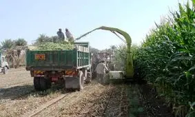 ۱۵ تن ذرت علوفه ای در شاهرود برداشت شد