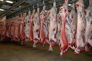 ۷۸ تن گوشت قرمز در مه‌ولات خراسان رضوی تولید شد