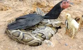 درگیری مرغ مادر با مار مهاجم/ باز هم غریزه مادرانه پیروز شد/ ویدئو