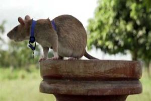یک موش در کامبوج نشان شجاعت دریافت کرد