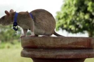 یک موش در کامبوج نشان شجاعت دریافت کرد