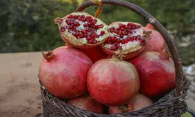 برداشت انار از باغات روستای بلبر منطقه هورامان/ تصاویر