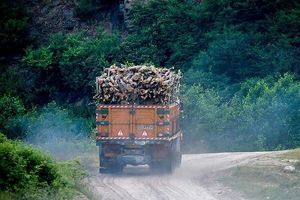 کشف و ضبط ۳۰۰ میلیونی چوب آلات قاچاق در رودبار
