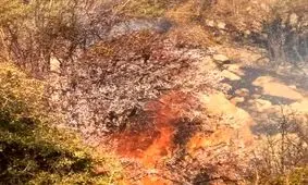 مهار آتش سوزی جنگل‌ها و مراتع کوه نور چرام بعد از ۶ شبانه روز