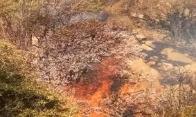 مهار آتش سوزی جنگل‌ها و مراتع کوه نور چرام بعد از ۶ شبانه روز