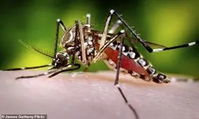 خون انسان برای پشه‌ها چه طعمی دارد؟