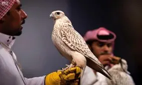 فروش شاهین چند میلیاردی در قطر/ عکس