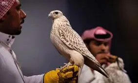 فروش شاهین چند میلیاردی در قطر/ عکس
