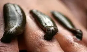 محموله قاچاق «زالو» کشف شد