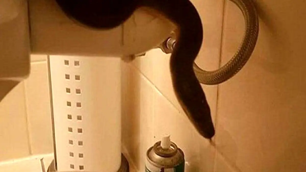 مار پیتون ۲ متری مرد را در حمام غافلگیر کرد