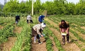 تغییر الگوی کشت نیاز ضروری بخش کشاورزی کاشان