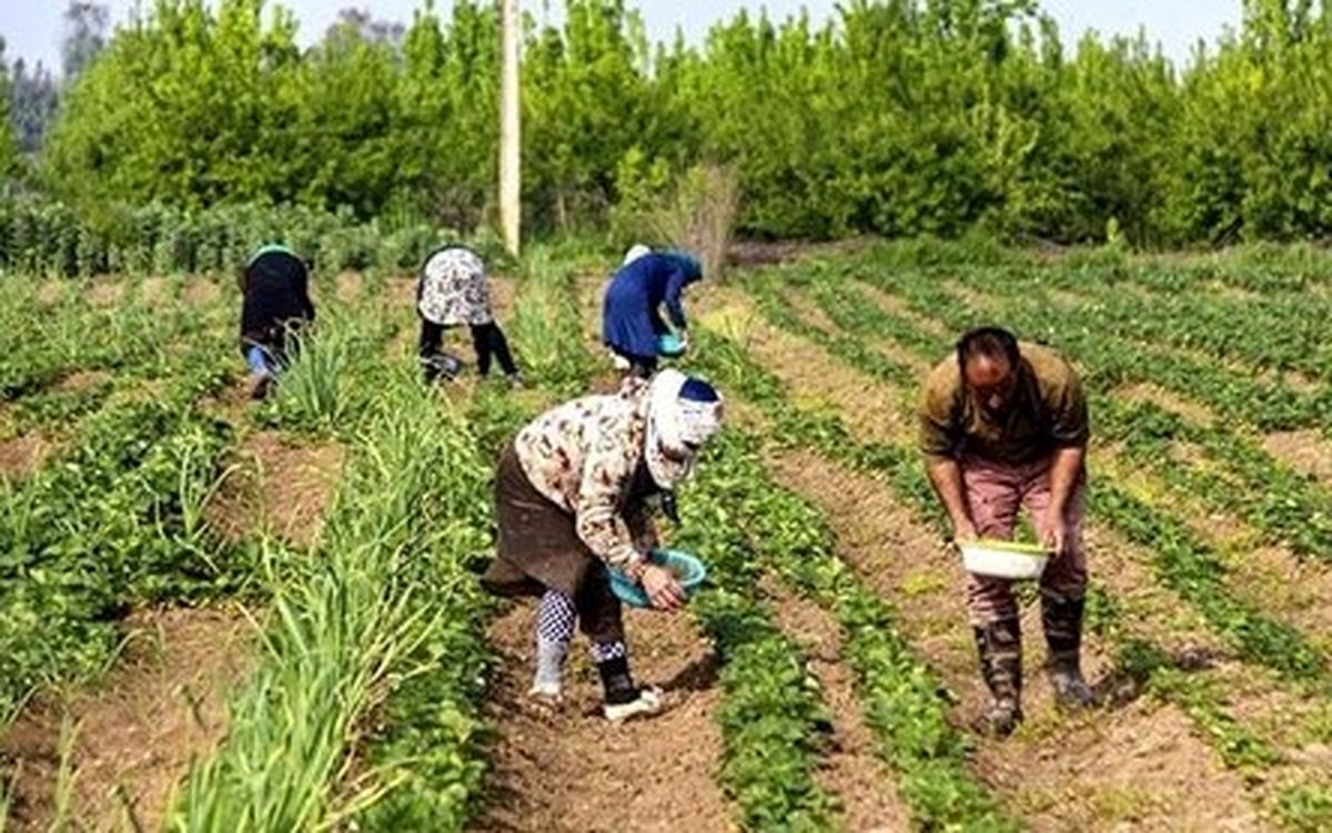تغییر الگوی کشت نیاز ضروری بخش کشاورزی کاشان