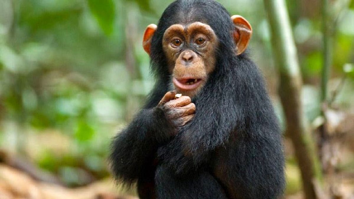 هوش سرشار شامپانزه را ببینید