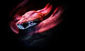 افسانه مار دو سر به حقیقت پیوست/ عکس