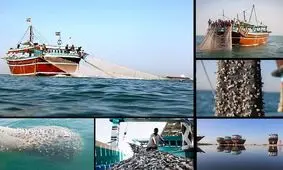 ممنوعیت صید ترال در راستای آیش و پایش ذخایر فانوس ماهیان