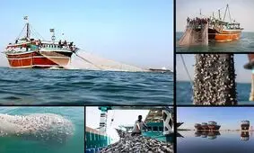 ممنوعیت صید ترال در راستای آیش و پایش ذخایر فانوس ماهیان