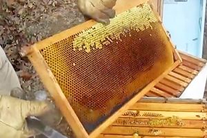 افزایش تولید عسل در خراسان رضوی