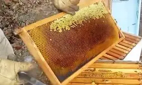 افزایش تولید عسل در خراسان رضوی