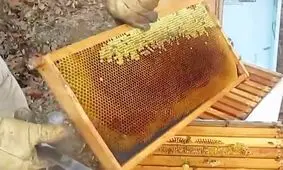 افزایش تولید عسل در خراسان رضوی